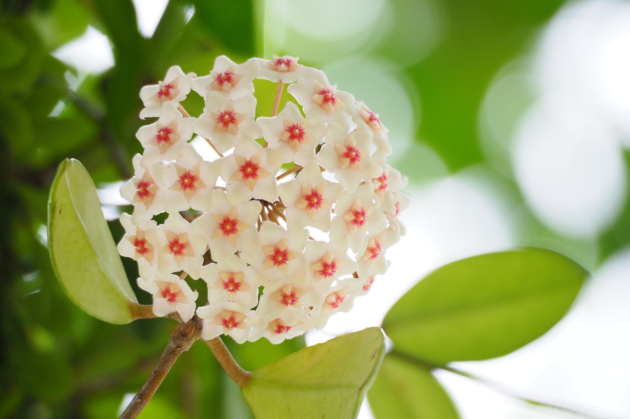 花卉大观园2022年年票——花箱花卉植物爱好者的乐园花卉大观园票价  第1张